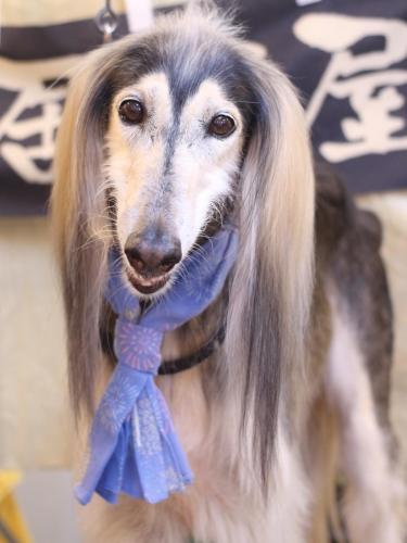 20240619シリウスくん